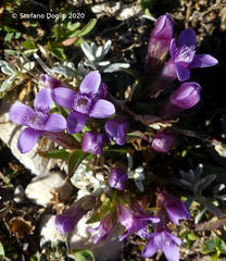 Gentianella columnae