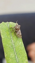 Microcentrus perditus