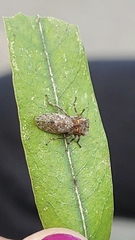 Microcentrus perditus