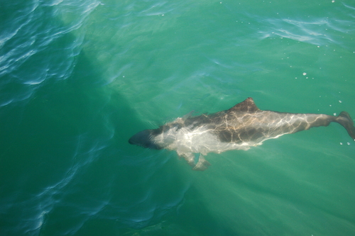 Heaviside's Dolphin