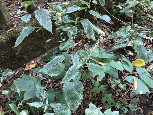 Tall skullcap (Scutellaria altissima)