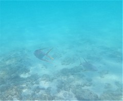 Trachinotus rhodopus
