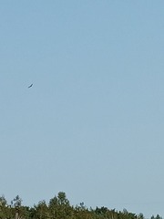 Haliaeetus albicilla