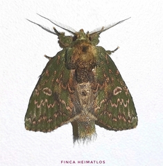 Disphragis viridiflava