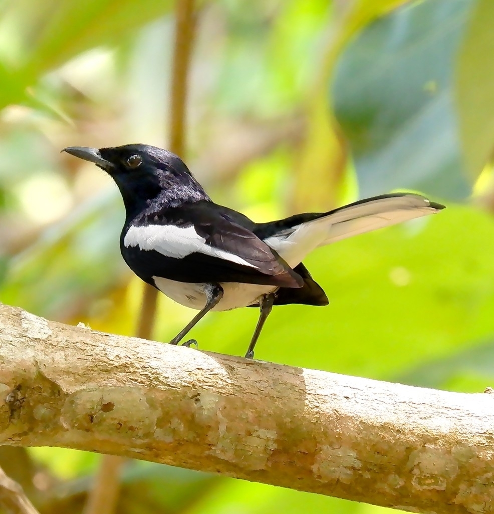 Oriental Magpie Robin