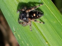 Phidippus audax