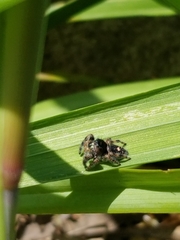 Phidippus audax