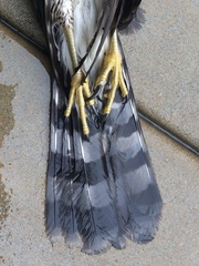 Accipiter cooperii