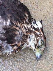 Accipiter cooperii