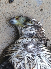 Accipiter cooperii