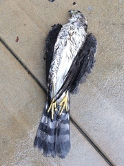 Accipiter cooperii