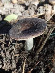 Russula