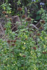 Leonotis ocymifolia