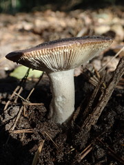 Russula