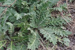 Platycarpha glomerata