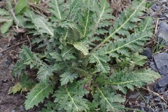 Platycarpha glomerata
