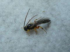 Hymenoptera