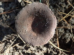 Russula