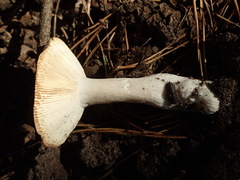 Russula