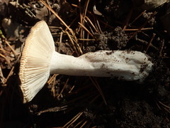Russula