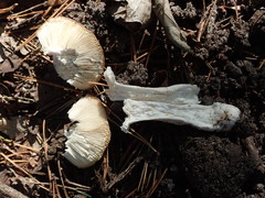 Russula