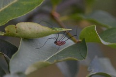 Leiobunum calcar