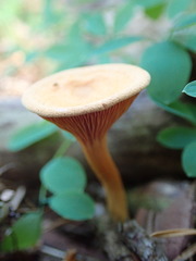 Basidiomycota