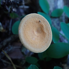 Basidiomycota