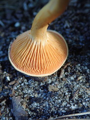 Basidiomycota