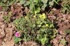 Oxalis pes-caprae sericea