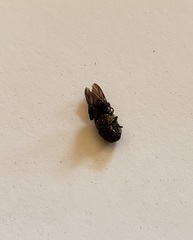 Acmaeodera alicia