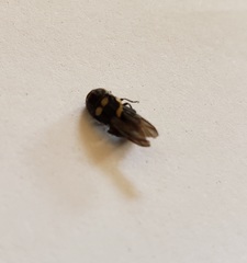 Acmaeodera alicia