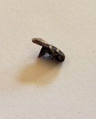 Acmaeodera alicia