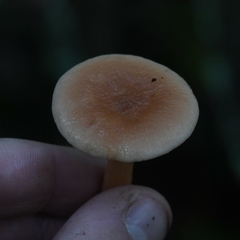 Lactarius tabidus