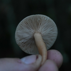 Lactarius tabidus