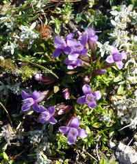 Gentianella columnae