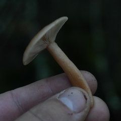 Lactarius tabidus