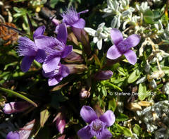Gentianella columnae