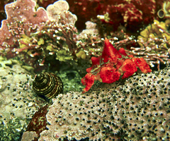 Echidnocerus cibarius