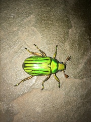 Chrysina gloriosa