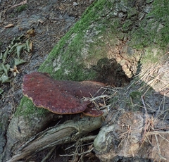 Fistulina hepatica
