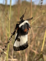 Hemileuca nevadensis