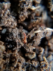 Strumigenys ananeotes