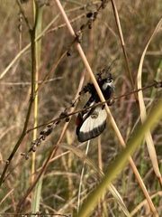 Hemileuca nevadensis
