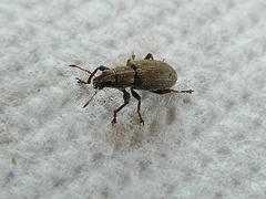 Coleoptera