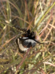 Hemileuca nevadensis