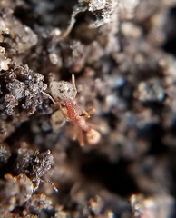 Strumigenys ananeotes