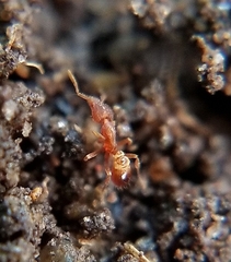 Strumigenys ananeotes