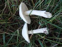 Leucoagaricus leucothites
