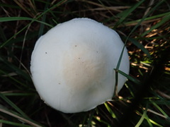 Leucoagaricus leucothites